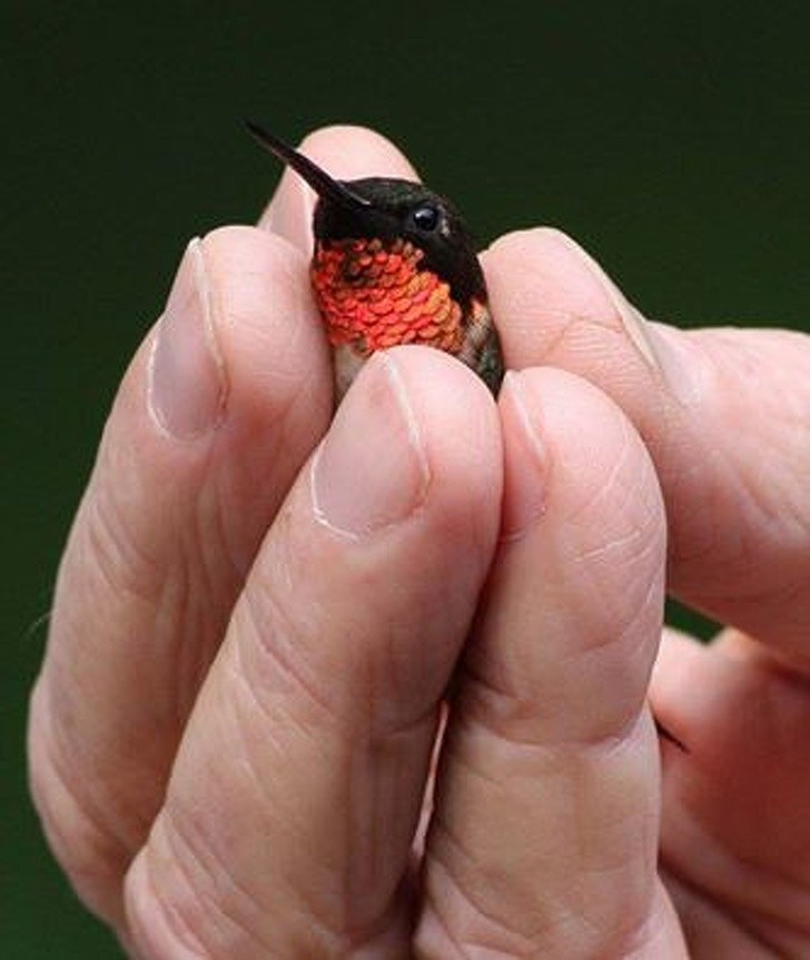 Ein so kleiner Vogel, dass er zwischen deinen Fingerspitzen gefangen ist.