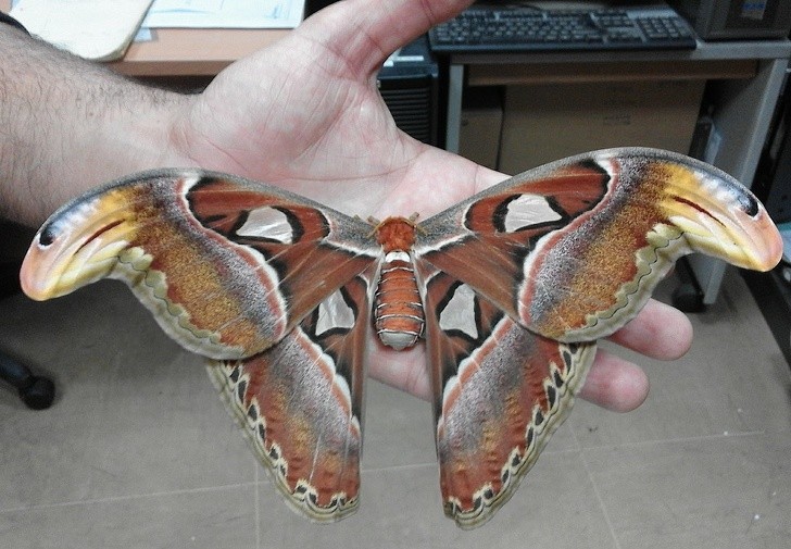 Er wird Atlas oder Schmetterling genannt und ist - sichtbar - einer der größten Schmetterlinge der Welt.