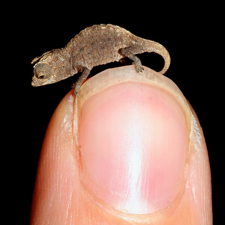 Brookesia micra ist ein kleines Chamäleon, das perfekt auf die Spitze eines Fingernagels passt.
