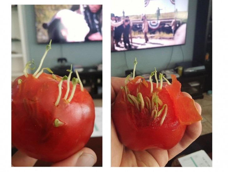 De zaden van deze tomaten lijken te willen ontsnappen