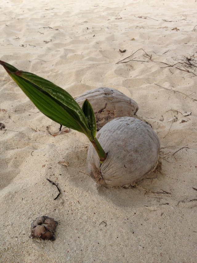 Une palme qui pousse sur une noix de coco... Incroyable !