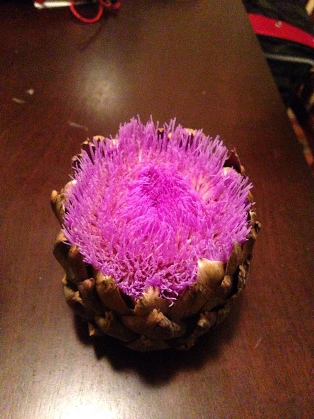 Une fleur d'artichaut s'épanouit dans le réfrigérateur, et le résultat est coloré !