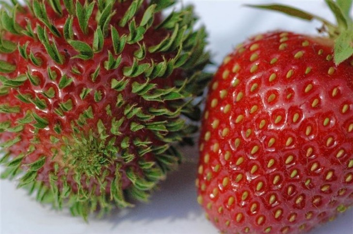 Les deux phases de la fraise, l'un des fruits les plus appréciés de la saison printanière