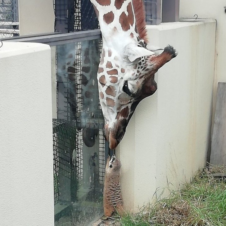 Kärlek mellan en giraff och en tvättbjörn...