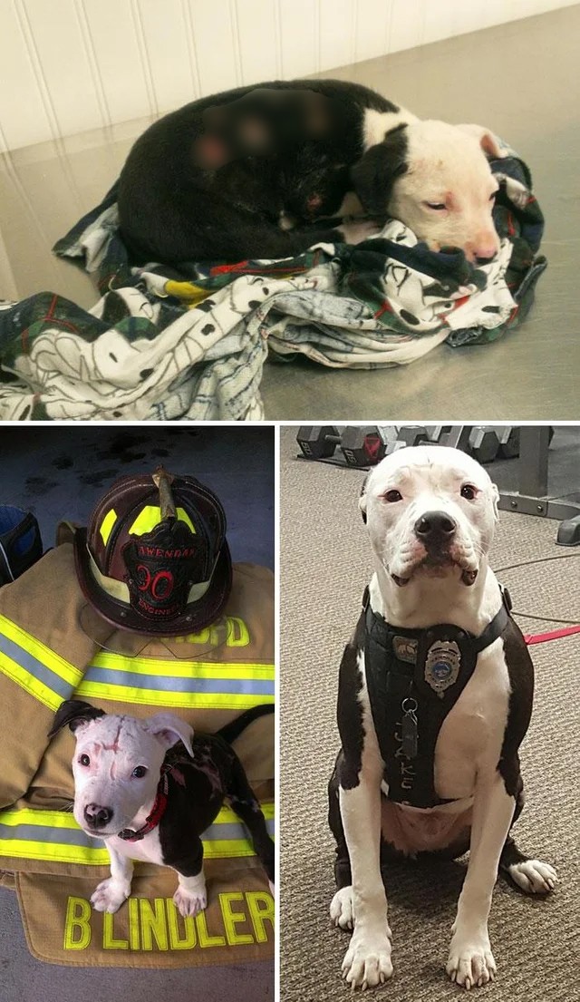 Salvado de los bomberos...se ha convertido en la mascota de la estación!