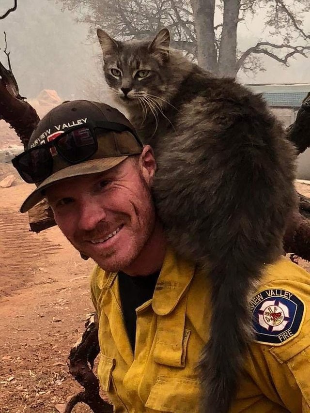 Un gatito sacado de un incendio y a salvo.