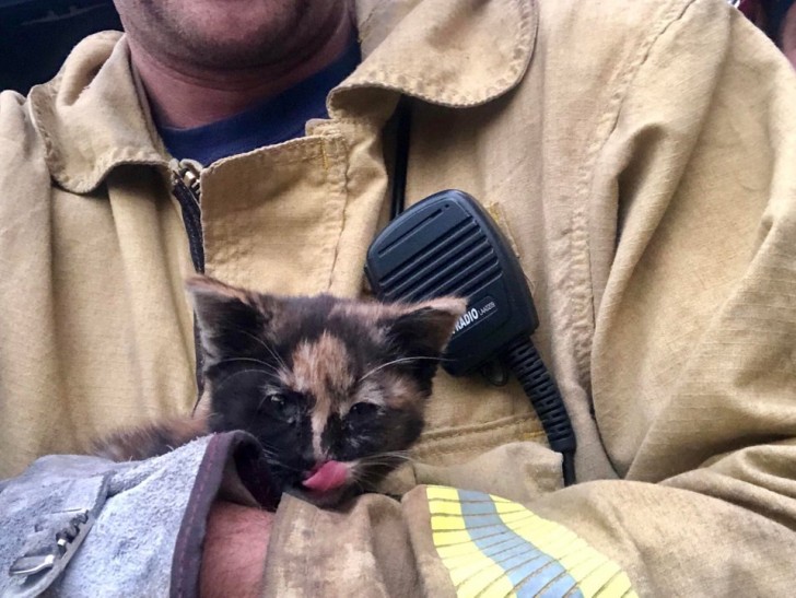 Brandweerlieden hebben een kat gered, maar het had geen baasje en zodoende hebben zij het geadopteerd.