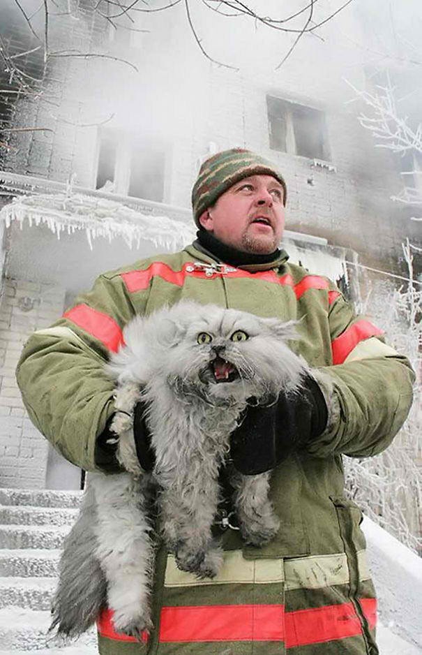 Anche in Russia i pompieri si danno da fare per trarre in salvo i gatti in pericolo.