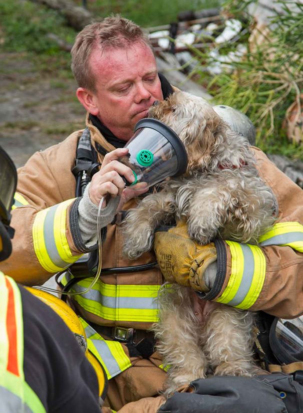 Il cagnolino ci tiene a ringraziare il pompiere con un bacio prima di rimettere la mascherina dell'ossigeno.