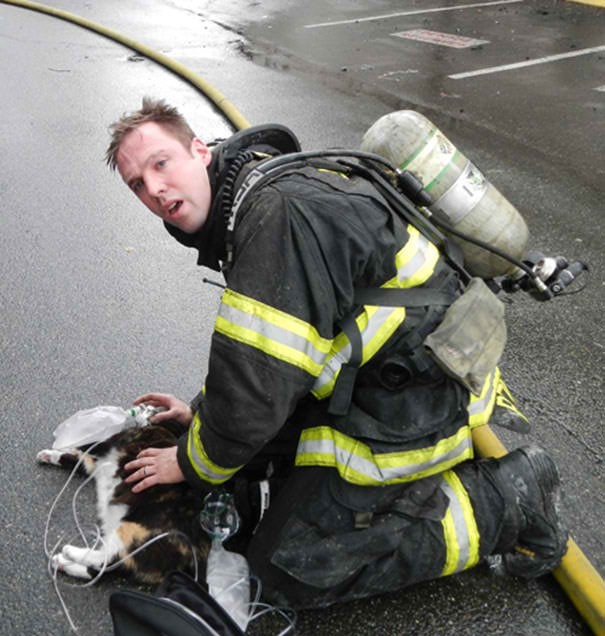 Un bombero socorre a un gato luego de haberlo salvado.