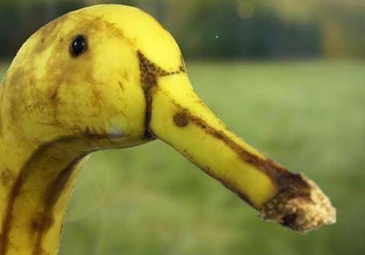 14. Vous voyez aussi un canard dans cette banane ?