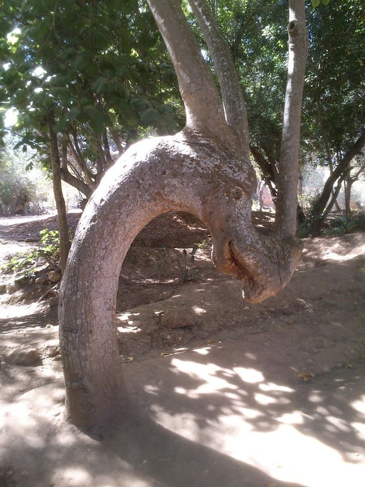 24. Un altro albero/drago rinvenuto nella foresta!