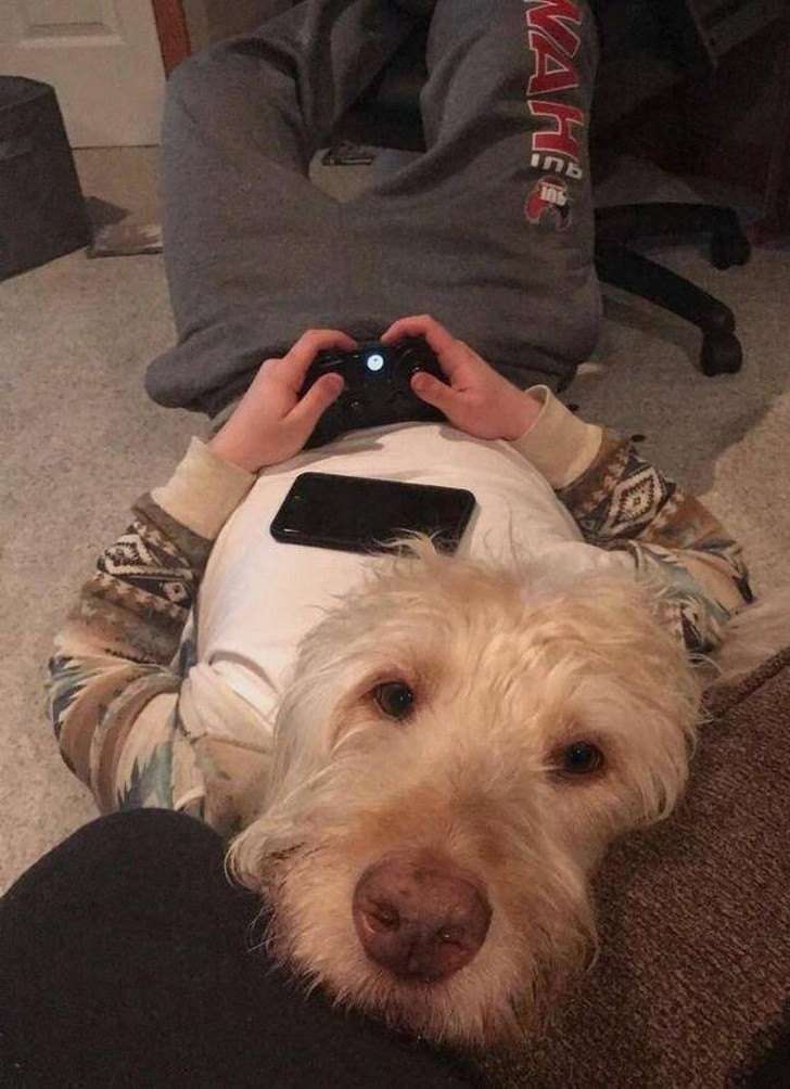 28. Ne jamais déranger un chien lorsqu'il joue à des jeux vidéo !