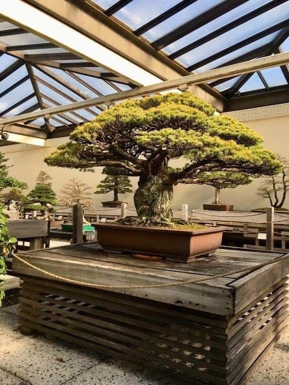 On dirait un classique bonsaï centenaire, mais il s'agit de l'un des rares survivants d'Hiroshima !
