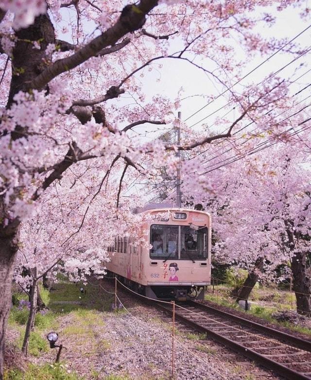 À la floraison des sakura, des paysages de conte de fées comme ceux-ci sont à chaque coin de rue!