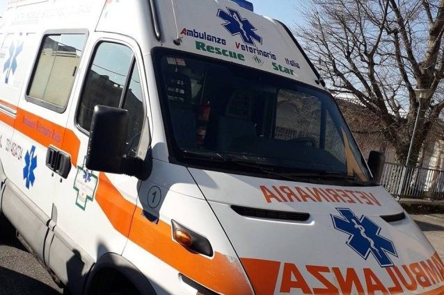 Arriva anche in Italia l'ambulanza per gli animali domestici: è attiva 24 ore su 24, anche nei festivi - 1
