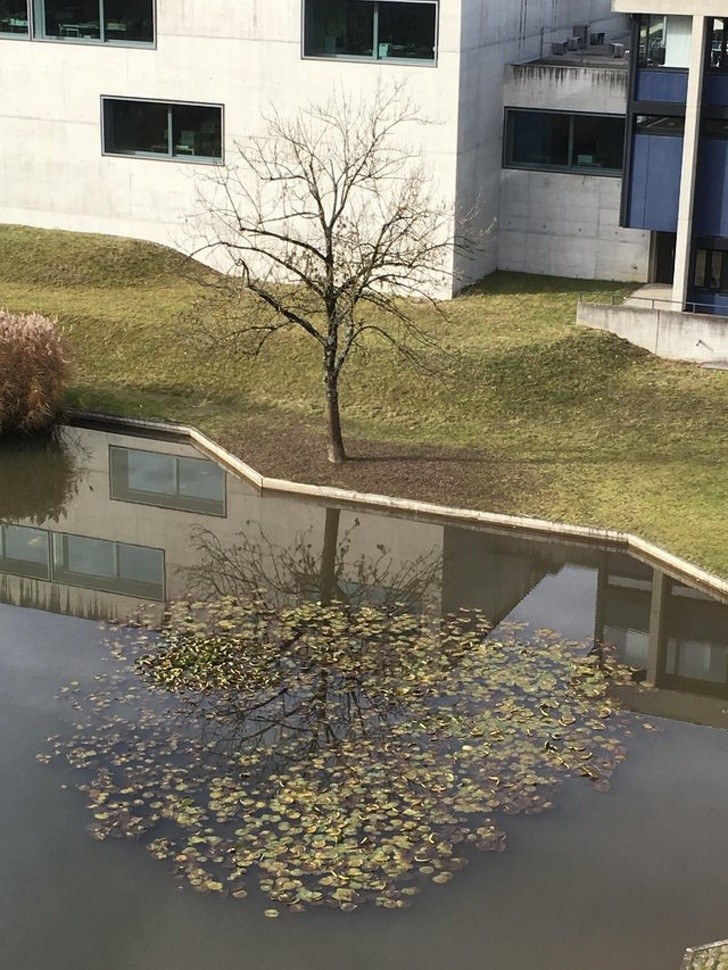 Si l'arbre réel est nu à cause des vents d'automne, son reflet sur le lac le fait catapulter directement au printemps !