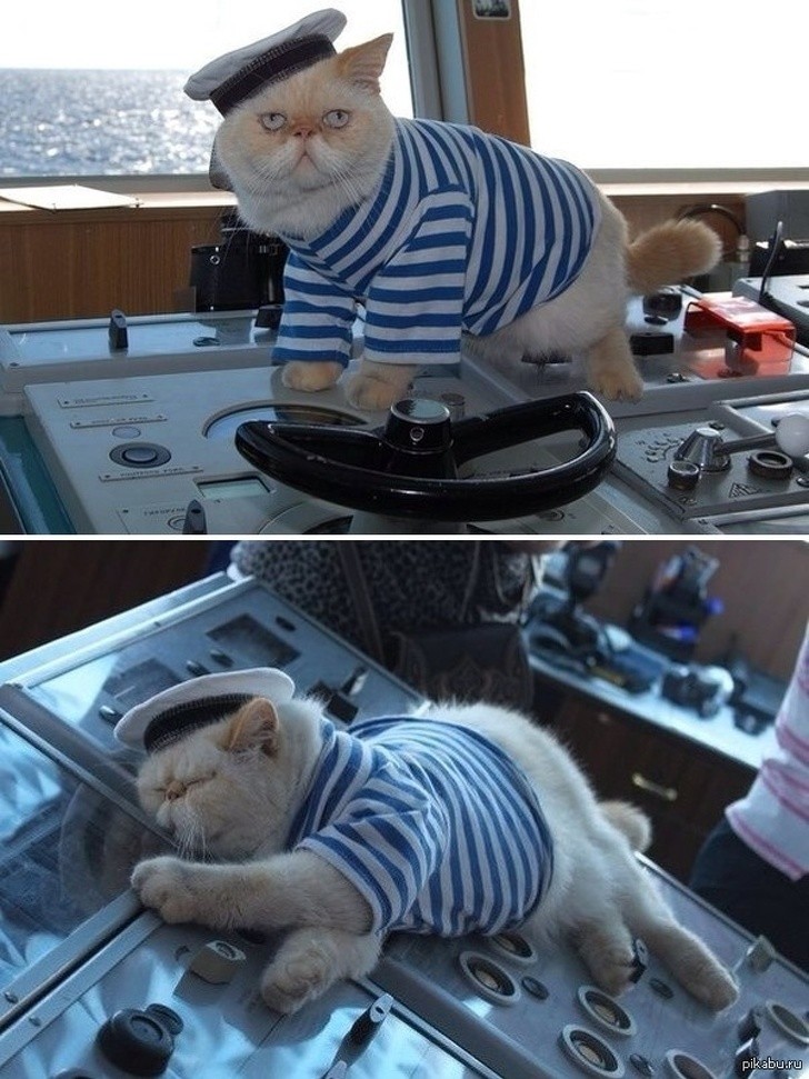 Sogar Katzen können zur Marine gehen!