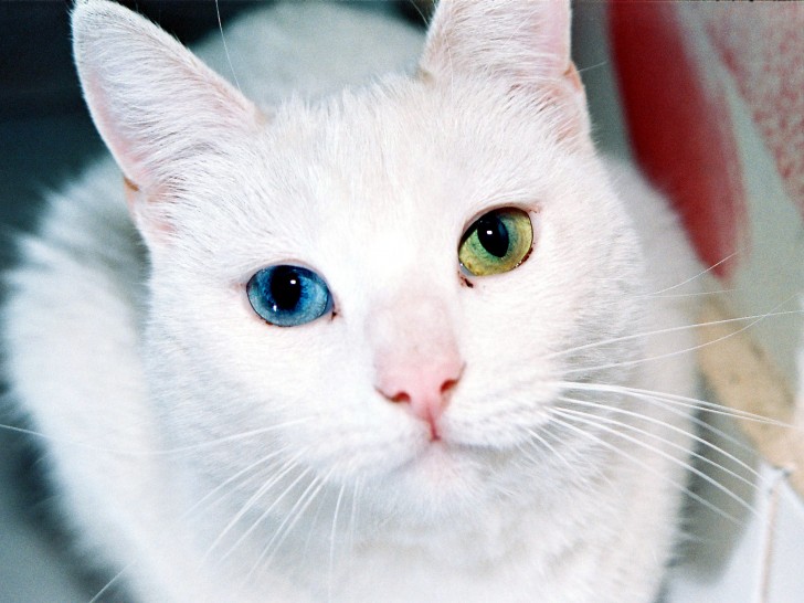 Environ 65-80% des chats à poils blancs nés avec les yeux bleus sont sourds