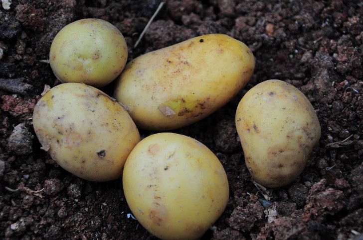 Vor der Entdeckung Amerikas wusste niemand in Europa, was eine Kartoffel ist