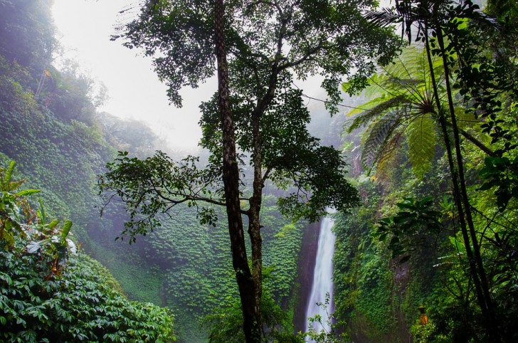 Les forêts tropicales et autres plantes terrestres ne produisent que 30% de l'oxygène libre de la planète Terre
