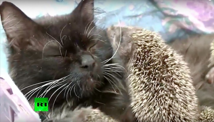 These hedgehogs are orphans, but a very special adoptive mother comes to their rescue! - 1