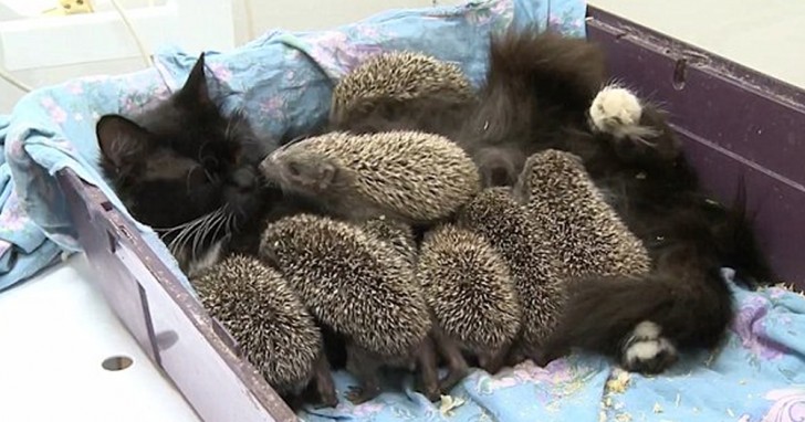 These hedgehogs are orphans, but a very special adoptive mother comes to their rescue! - 2