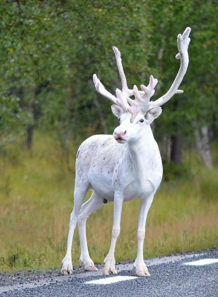 1. Ein sehr seltenes weißes Rentier blickt auf eine schwedische Provinzstraße hinaus. Nur wenige Exemplare wie diese werden jedes Jahr gesichtet!