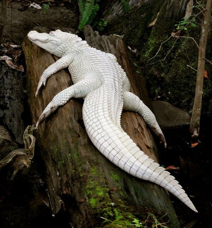 13. Un altro alligatore albino che si rilassa sopra al tronco di un albero...