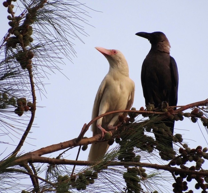 3. Un maestoso e bellissimo corvo albino