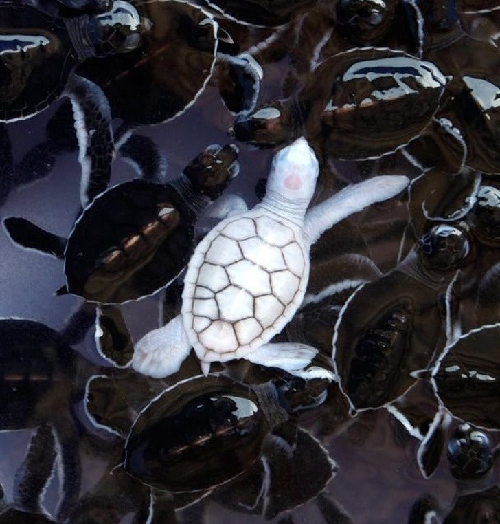 4. Una piccola tartaruga di mare albina nuota insieme ai suoi coetanei in Thailandia