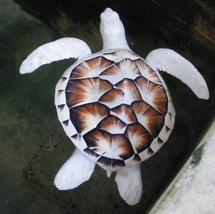 6. Meeresschildkröten mit dieser genetischen Besonderheit sind sehr selten, da sie von Raubtieren leicht entdeckt werden können, bevor sie erwachsen werden