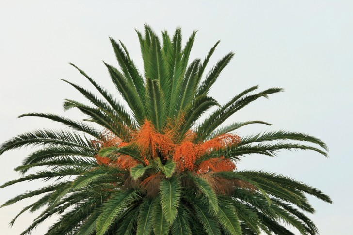 Palmera datilera enana