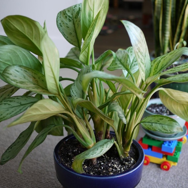 Aglaonema