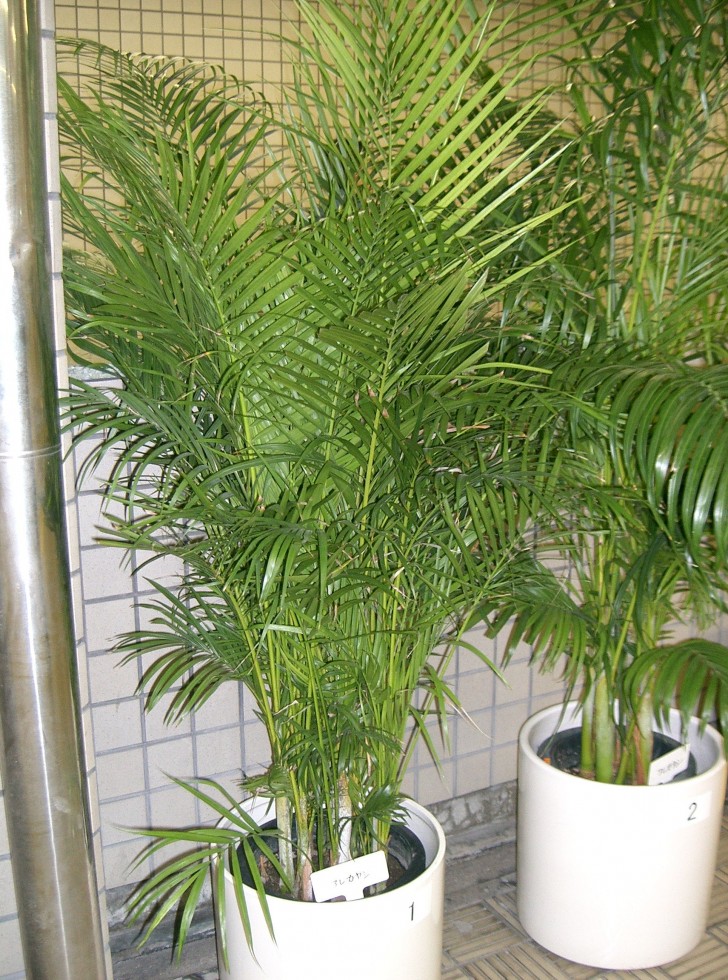 Long-leaved Palm