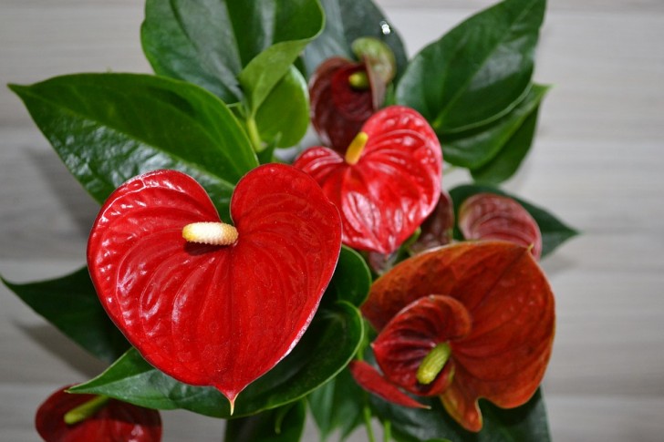 Anthurium