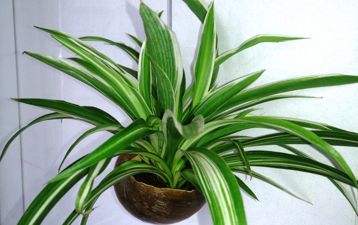 Chlorophytum comosum