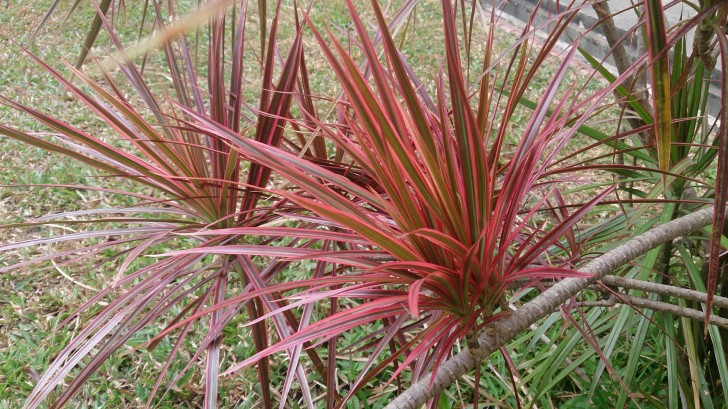 Dracanea aux feuilles rouges