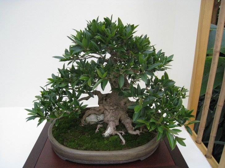 Weeping Fig (Ficus)