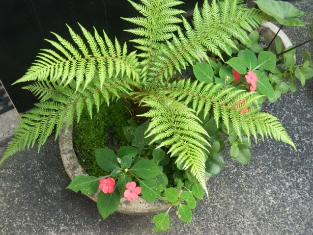 Western Sword Fern