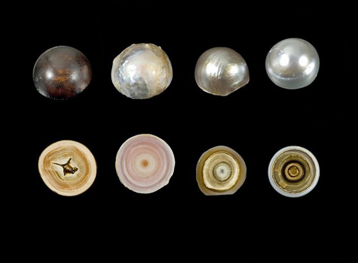 20. Une perle n'est en fait rien de plus qu'un petit grain de sable ou d'autres micro-organismes couverts par les sécrétions de certains mollusques.