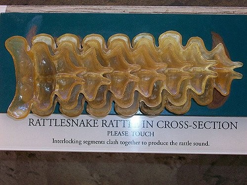 6. La queue du serpent à sonnettes est composée de kératine, la même substance qui compose les ongles humains.