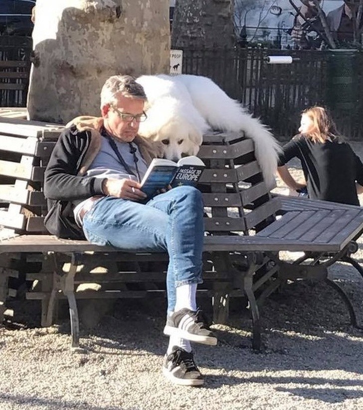1. Während alle anderen Hunde spielen, liest er mit seinem Herrchen ein Buch