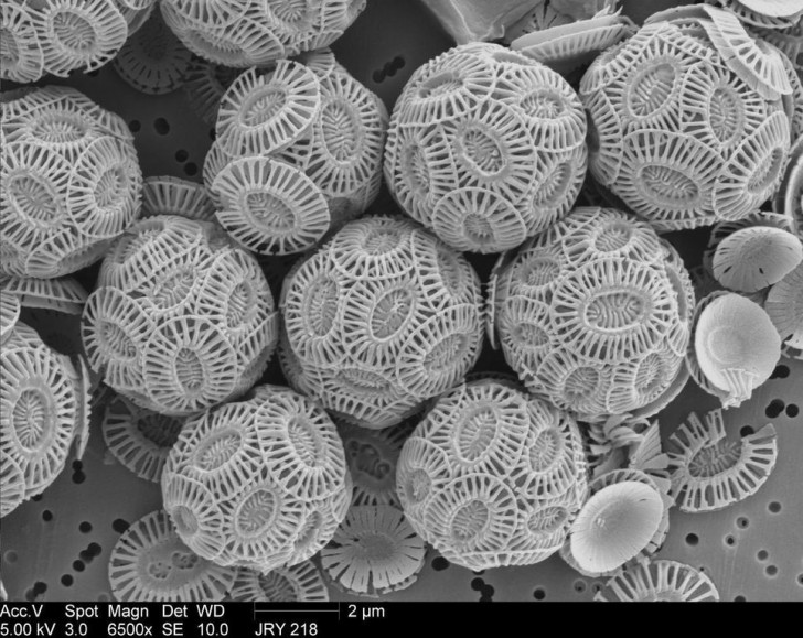 Wenn Sie weiße Kreide unter die Linse eines Mikroskops legen, erhalten Sie eine Vielzahl von kleinen Planktonskeletten