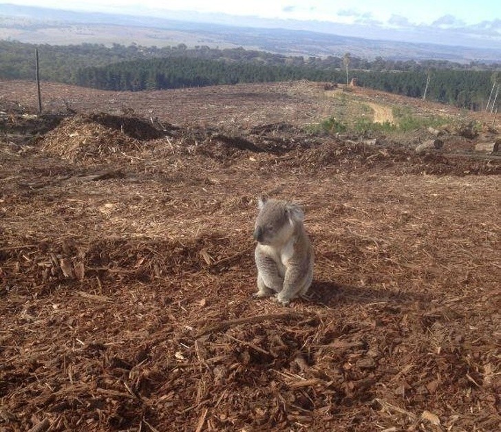 1. Questo koala nel sud dell'Australia non ha ritrovato la sua casa distrutta per colpa della deforestazione