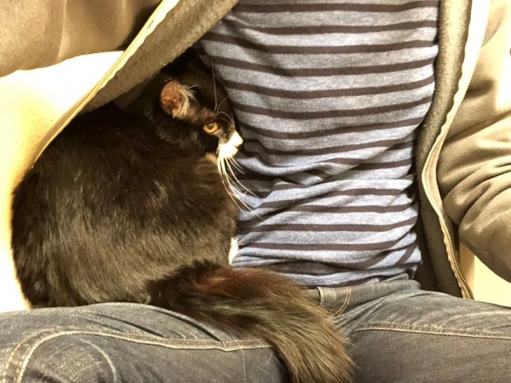 13. Diese Katze versucht, sich vor dem Tierarzt im Sweatshirt ihres Besitzers zu verstecken!