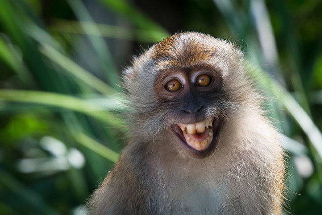14. Dieser Makake hingegen lacht etwas übertrieben!