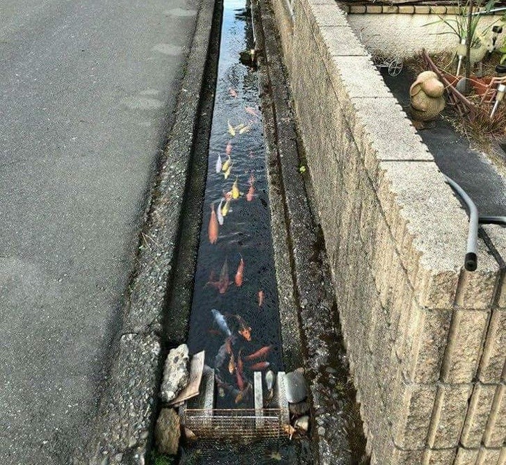 1. Nei canali adiacenti alle strade si possono trovare spesso dei pesci: riuscite a farvi un'idea di quanto sia pulita l'acqua?