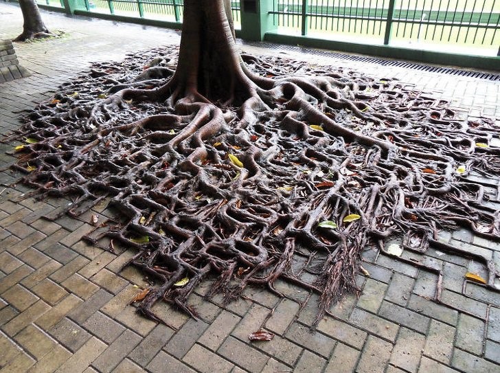 Les racines de cet arbre ont définitivement pris le dessus...