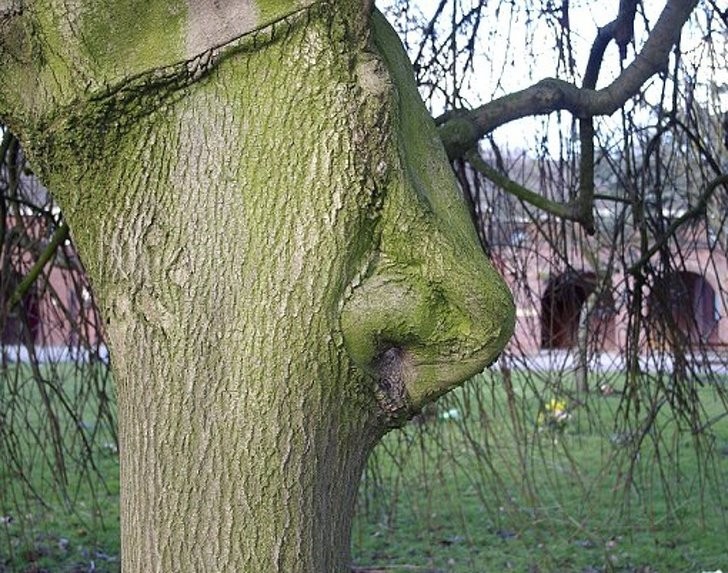 Questo curioso albero... ha un naso!